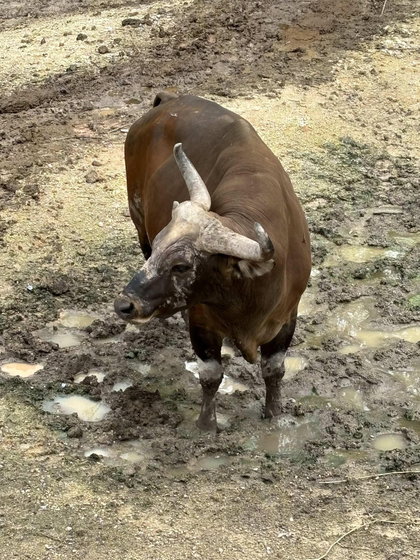 Asian Hoofstock Exhibit - Banteng