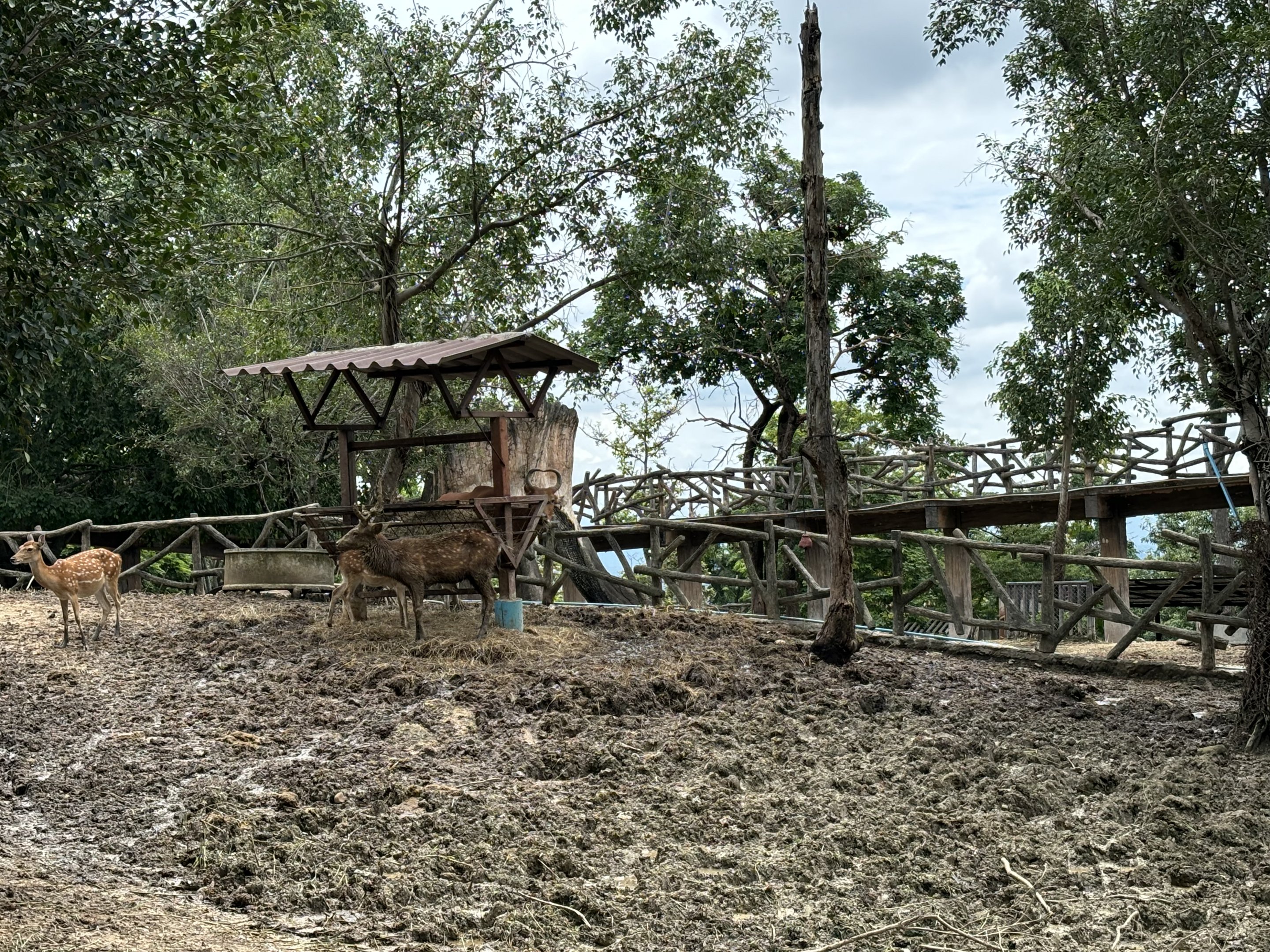 Asian Hoofstock Exhibit