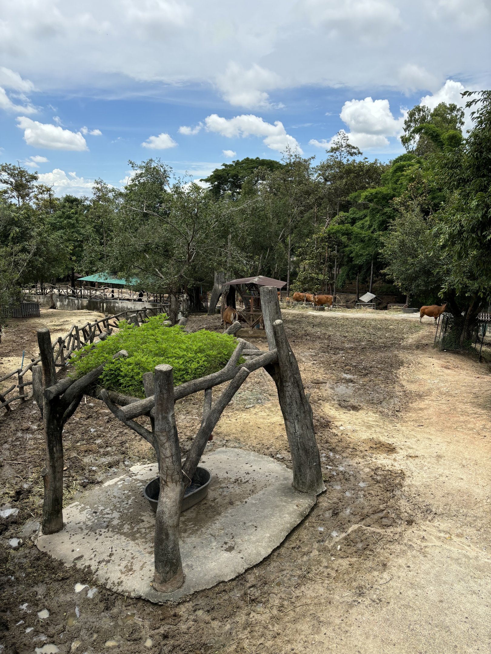 Asian Hoofstock Exhibit