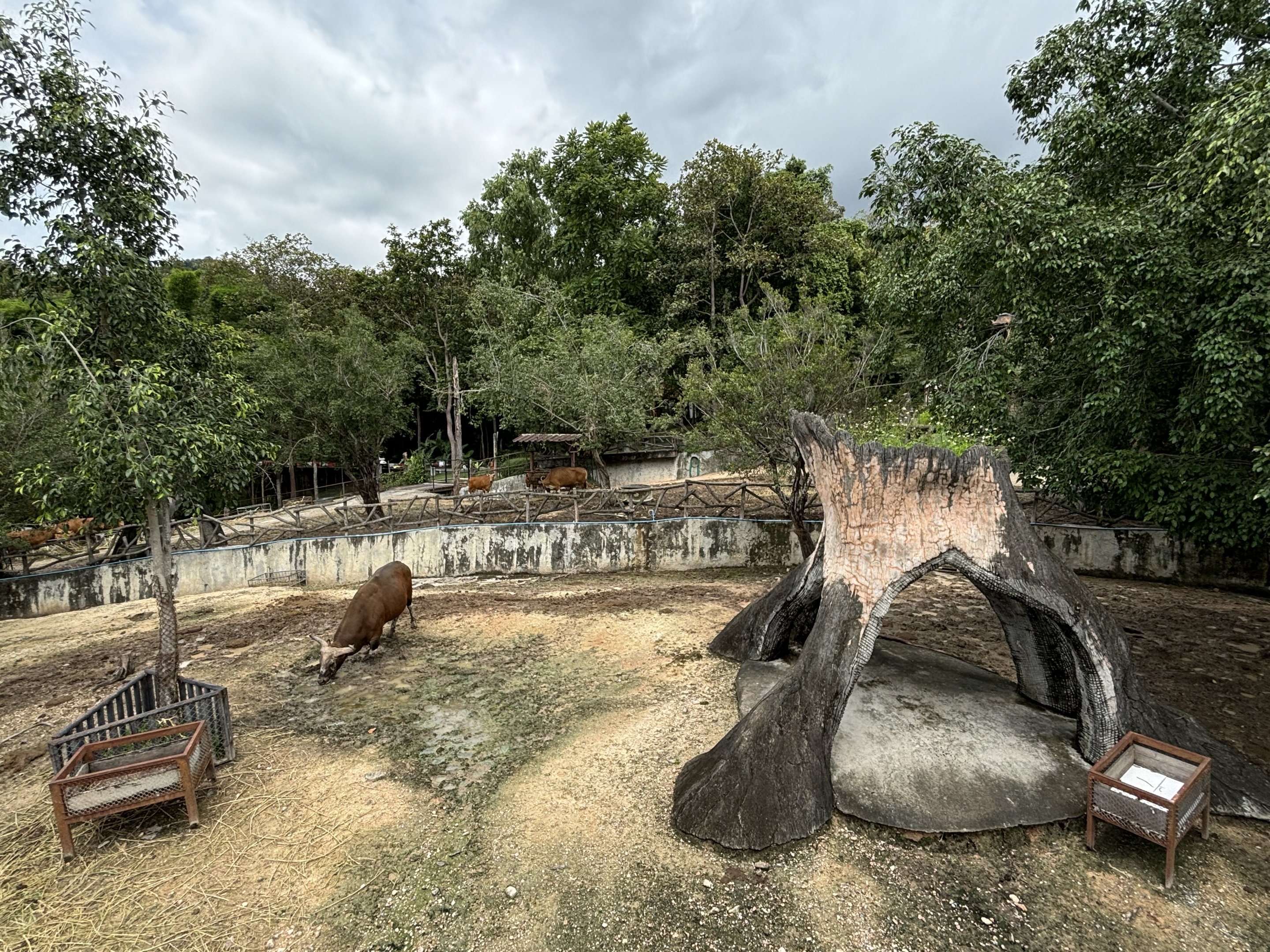 Asian Hoofstock Exhibit -