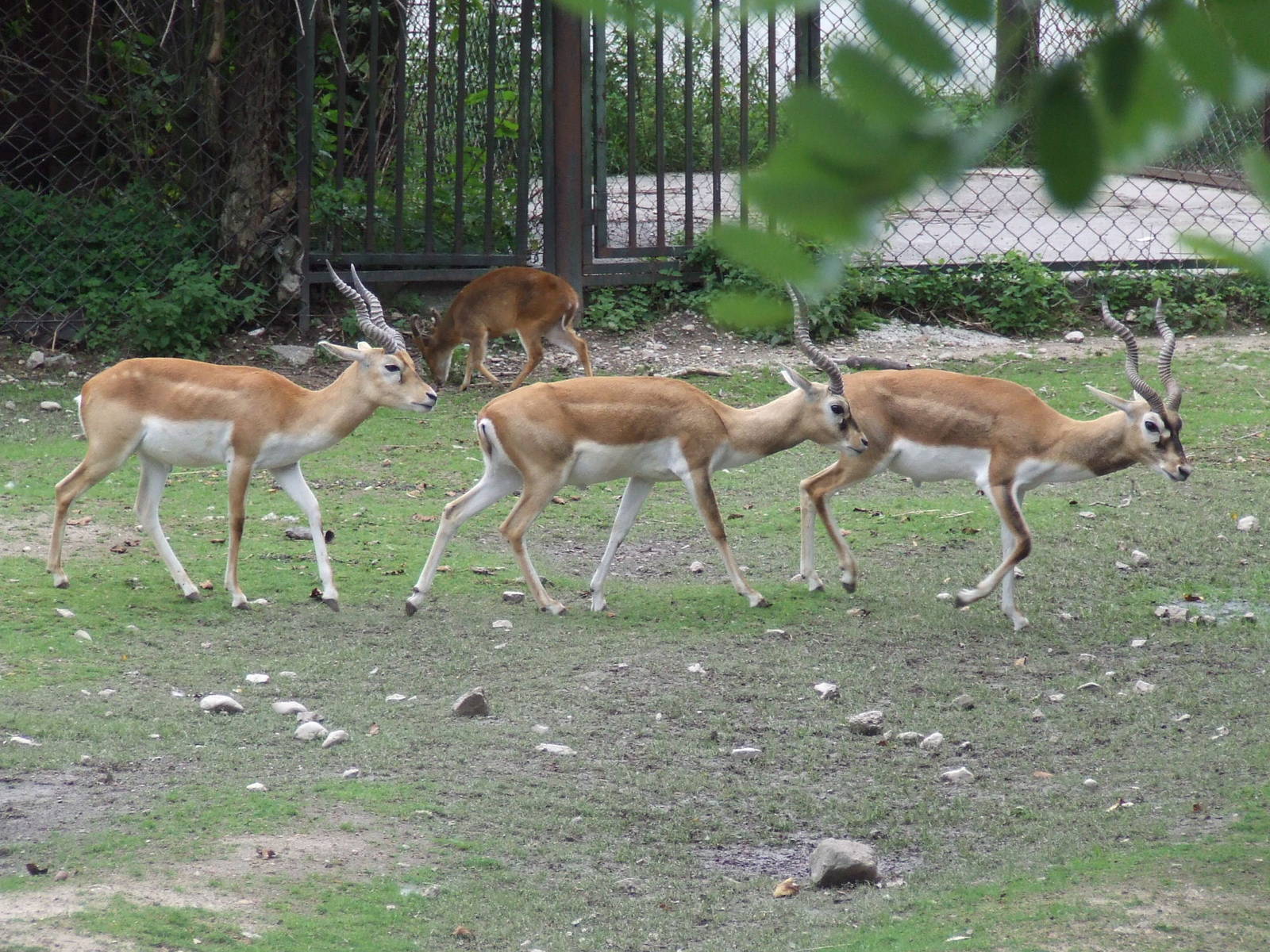 Asian hoofstock mixing @ Zoo Bratislava