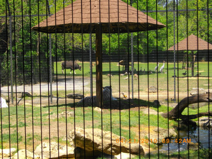 Asian Hoofstock/Tiger Viewing