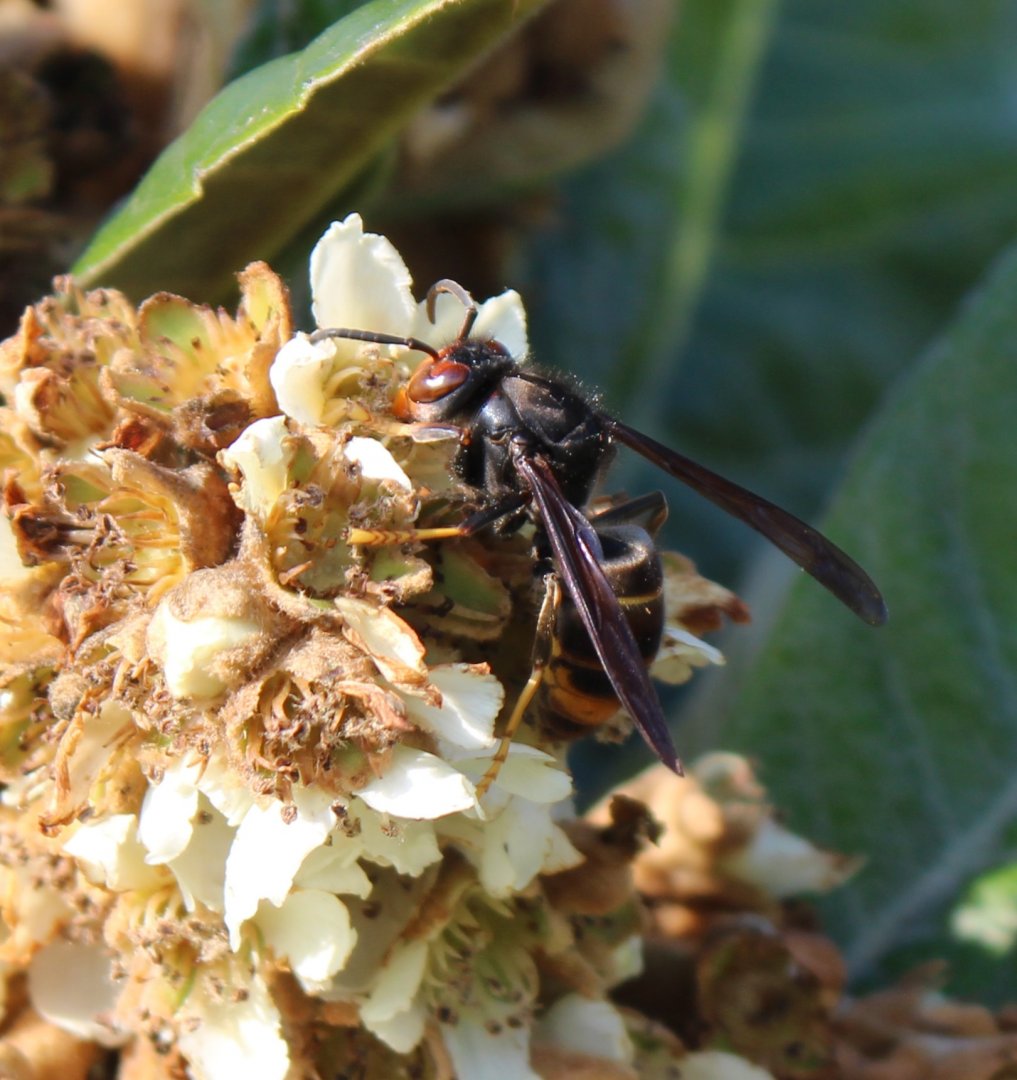 Asian hornet - Vespa velutina