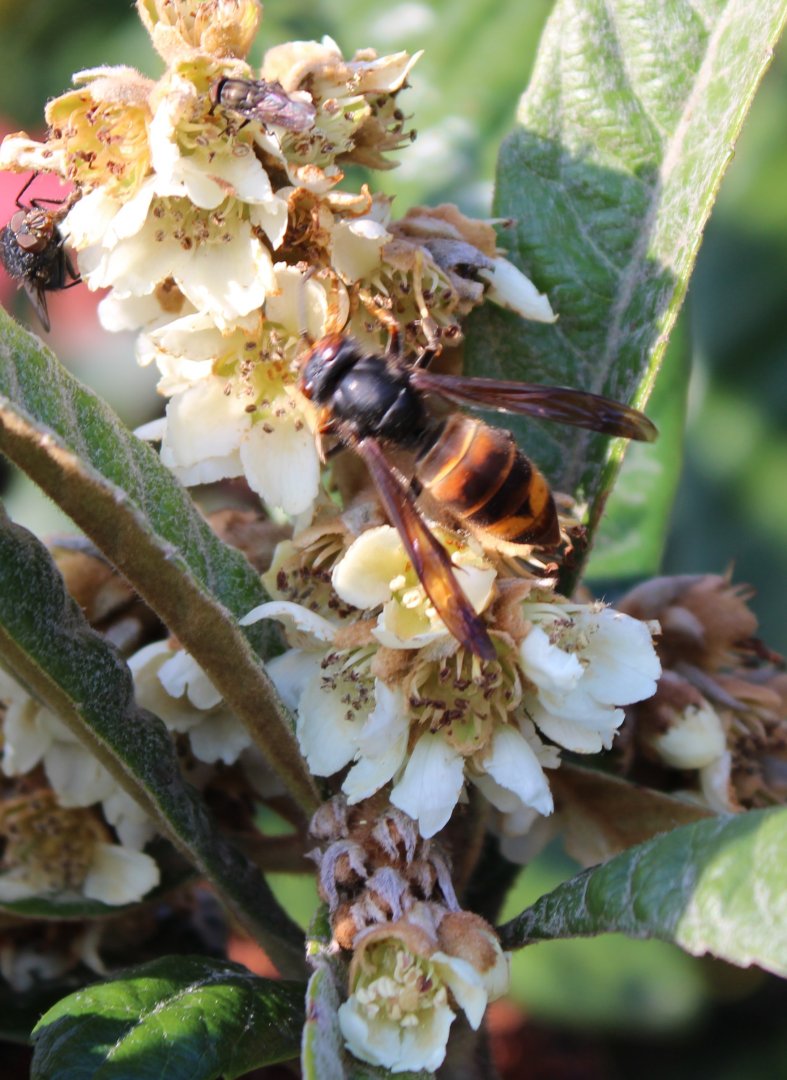 Asian hornet - Vespa velutina