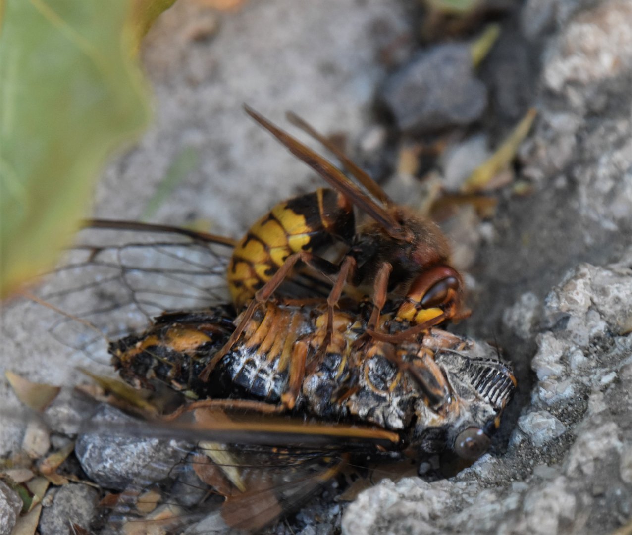 Asian hornet vs. Fallen cicada