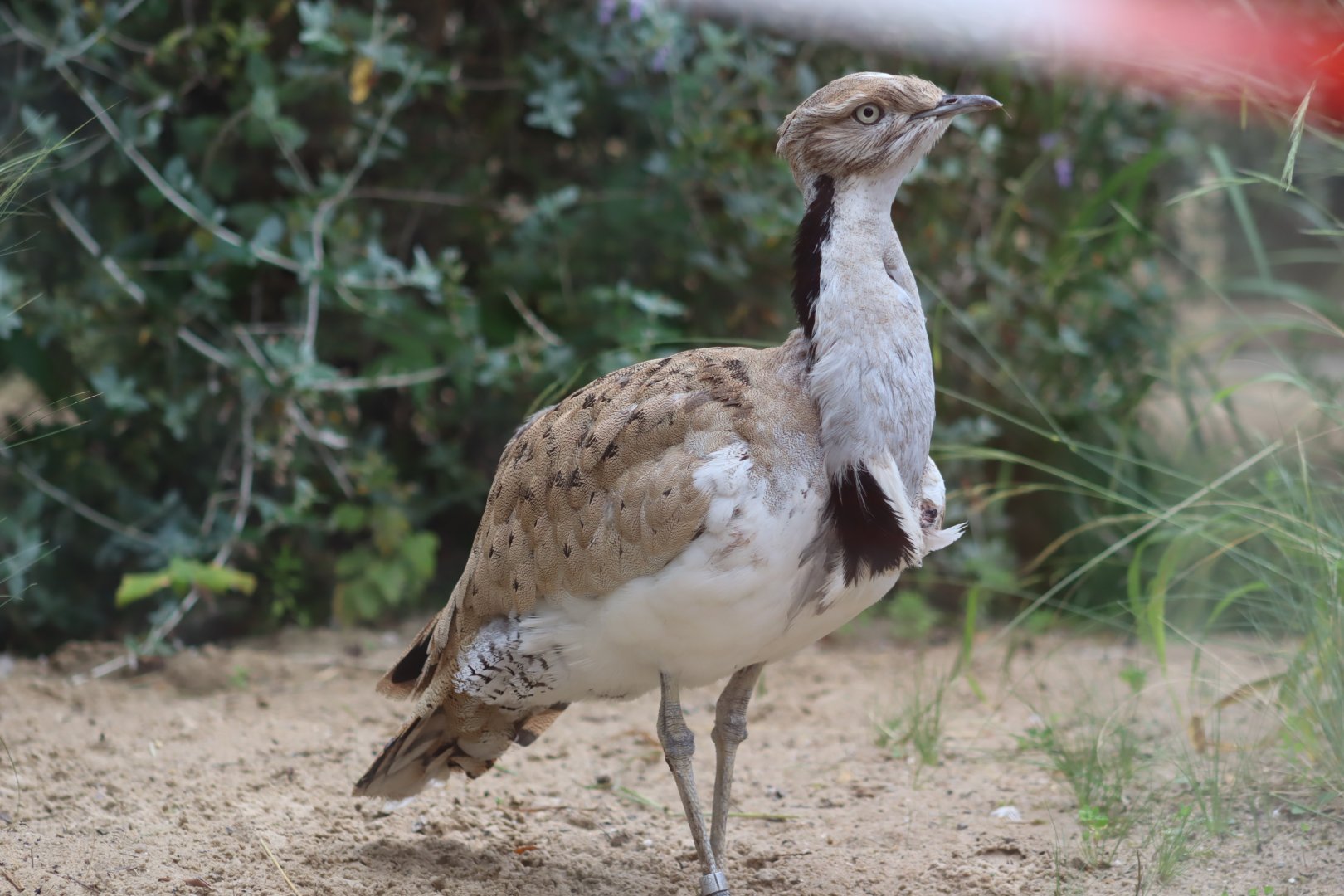 Asian Houbara - 6th July 2024