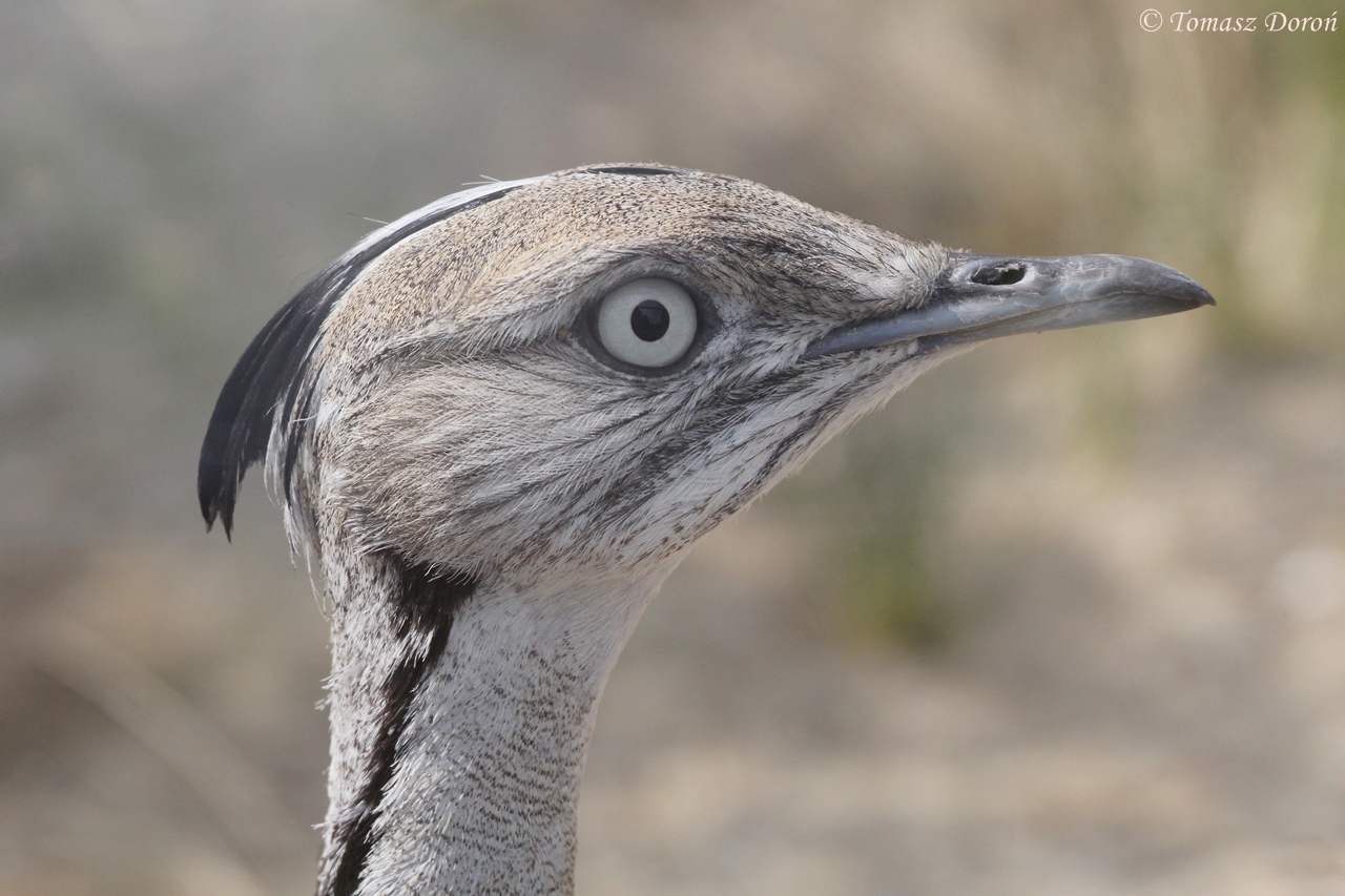 Asian Houbara Bustard (Chlamydotis undulata macquenii), April 2015