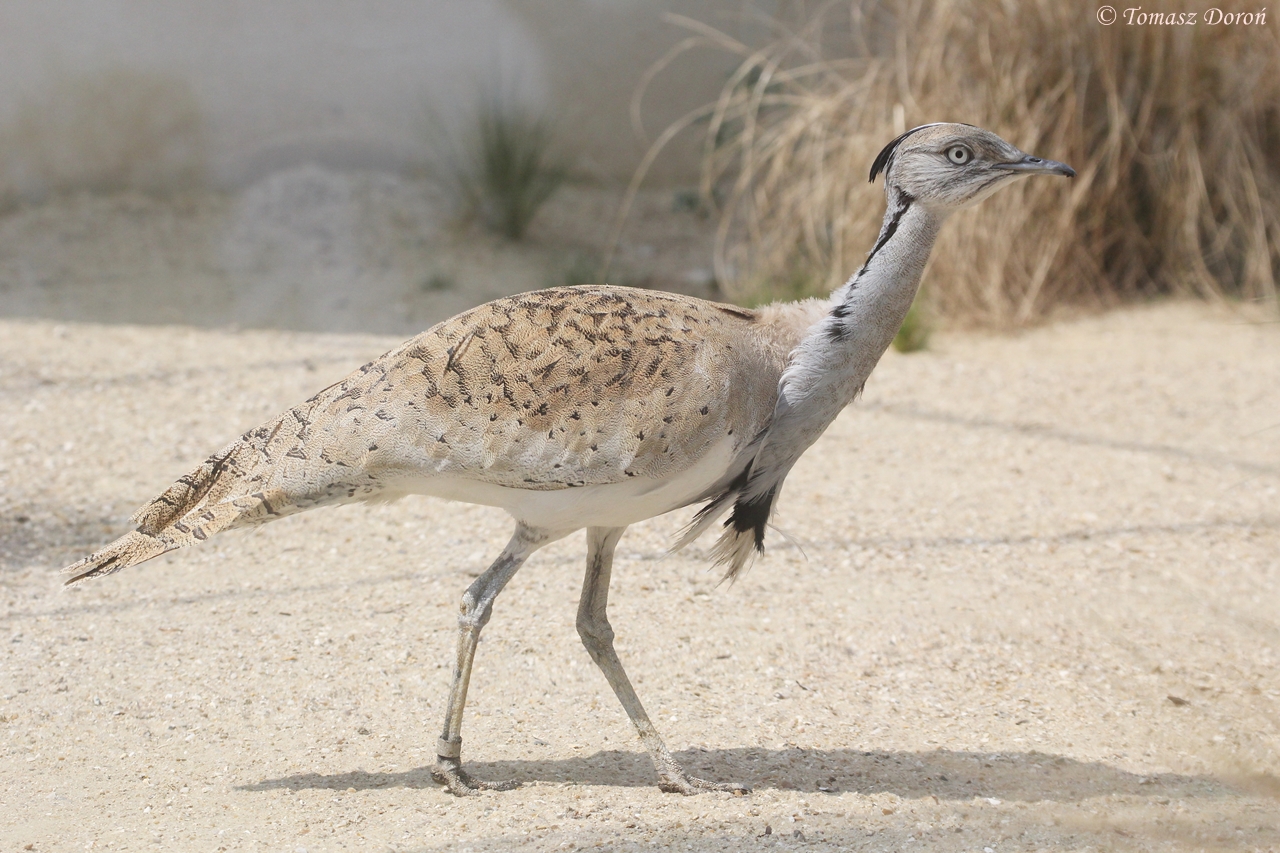 Asian Houbara Bustard (Chlamydotis undulata macquenii), April 2015
