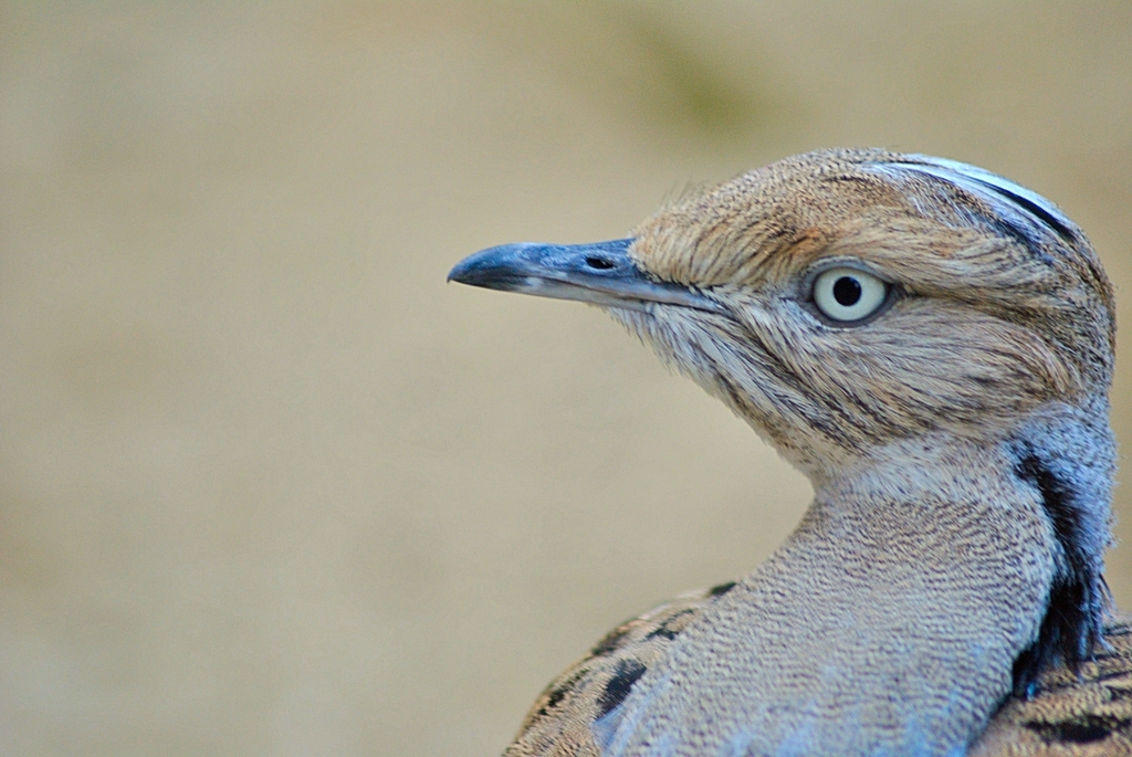 Asian Houbara bustard