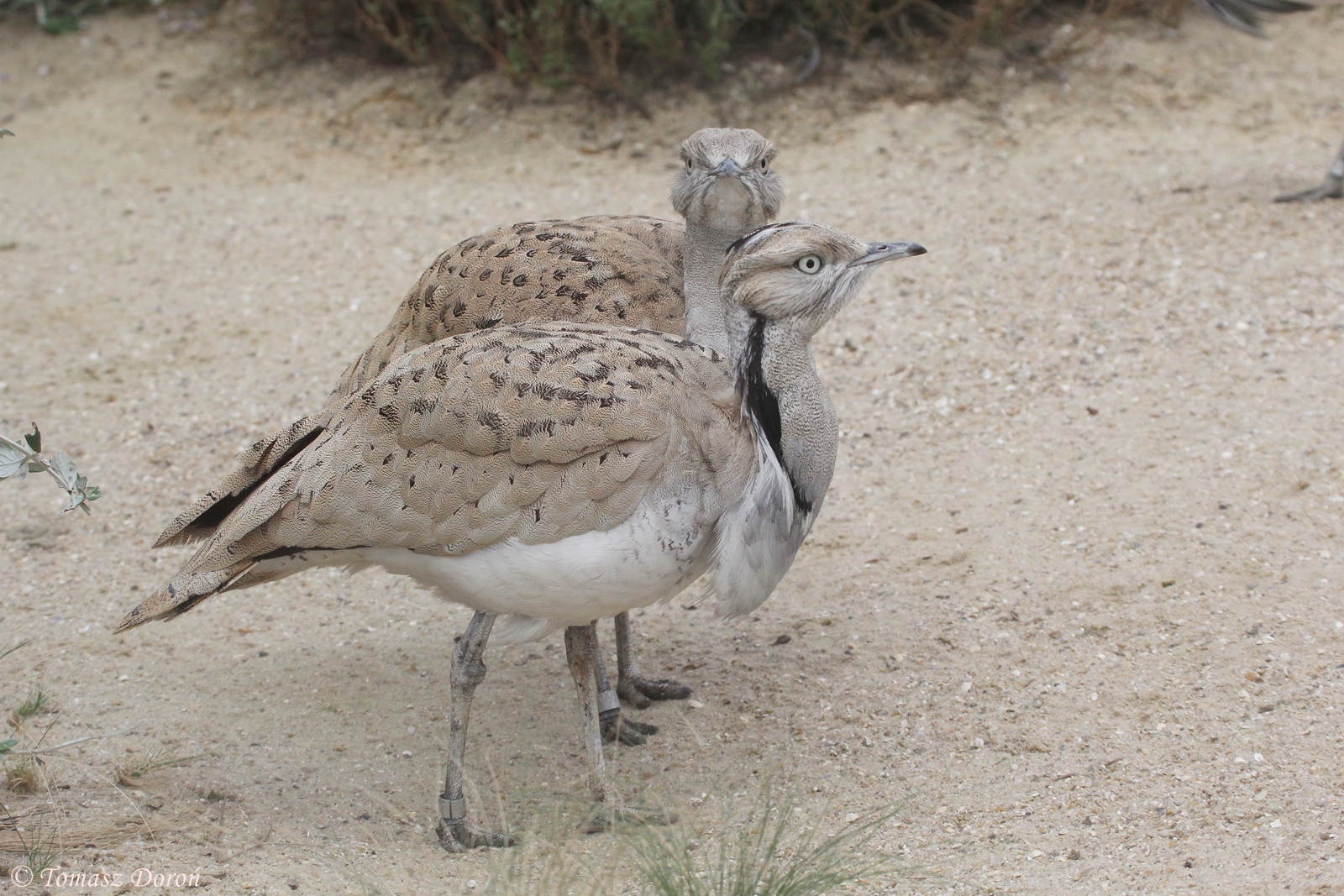 Asian Houbara Bustards (Chlamydotis undulata macquenii), April 2015