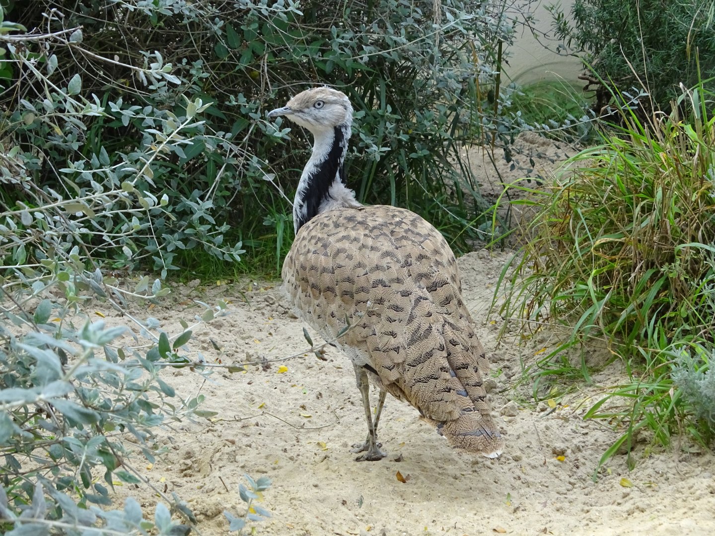 Asian houbara (Chlamydotis macqueenii)