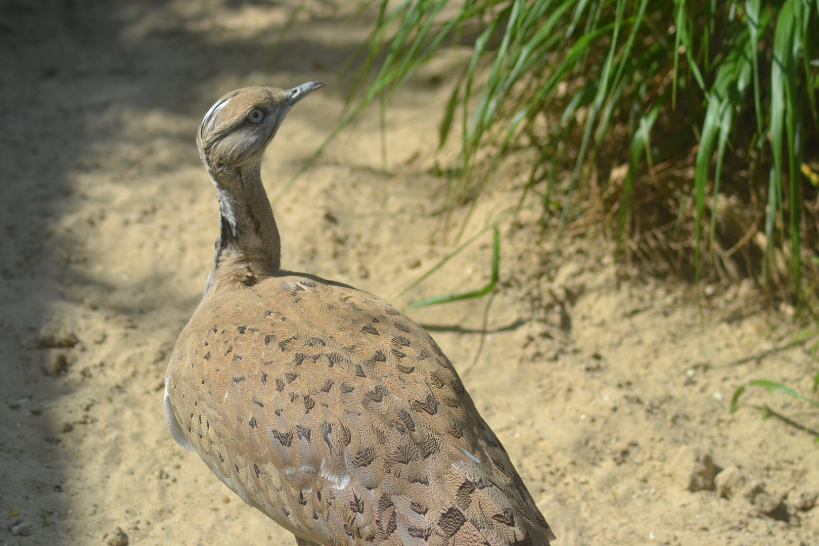 Asian houbara