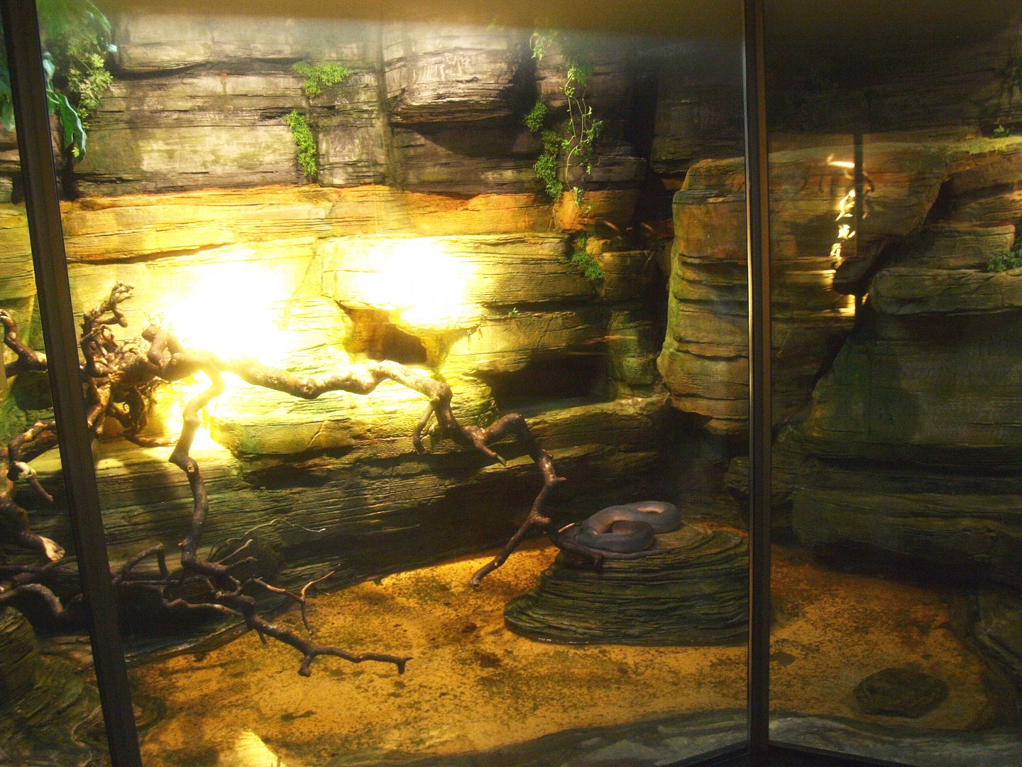 Asian House - D'Albert's python terrarium, 2015-07-19