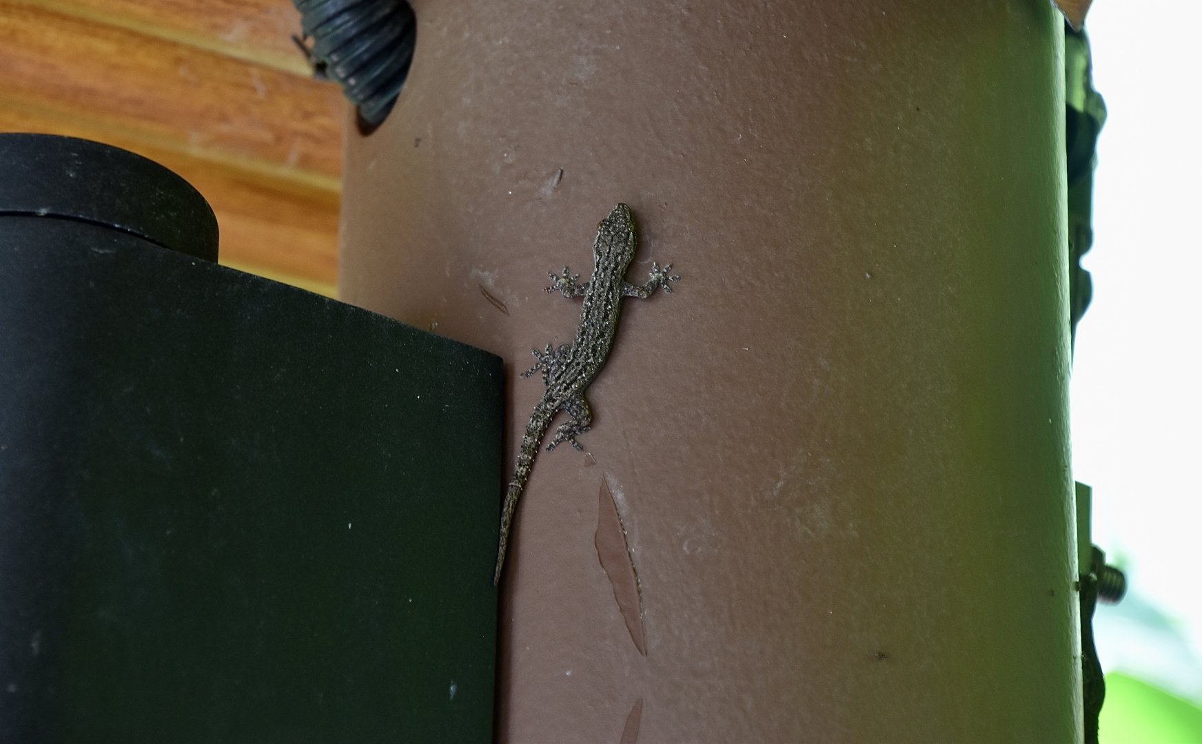 Asian House Gecko (Hemidactylus frenatus) - wild