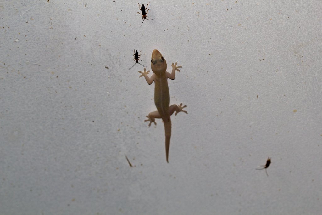 Asian house Gecko (Hemidactylus frenatus)