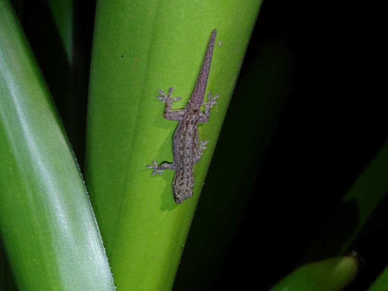 Asian House Gecko (Hemidactylus frenatus)