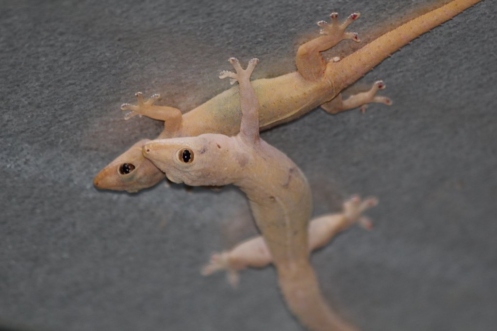 Asian House Gecko