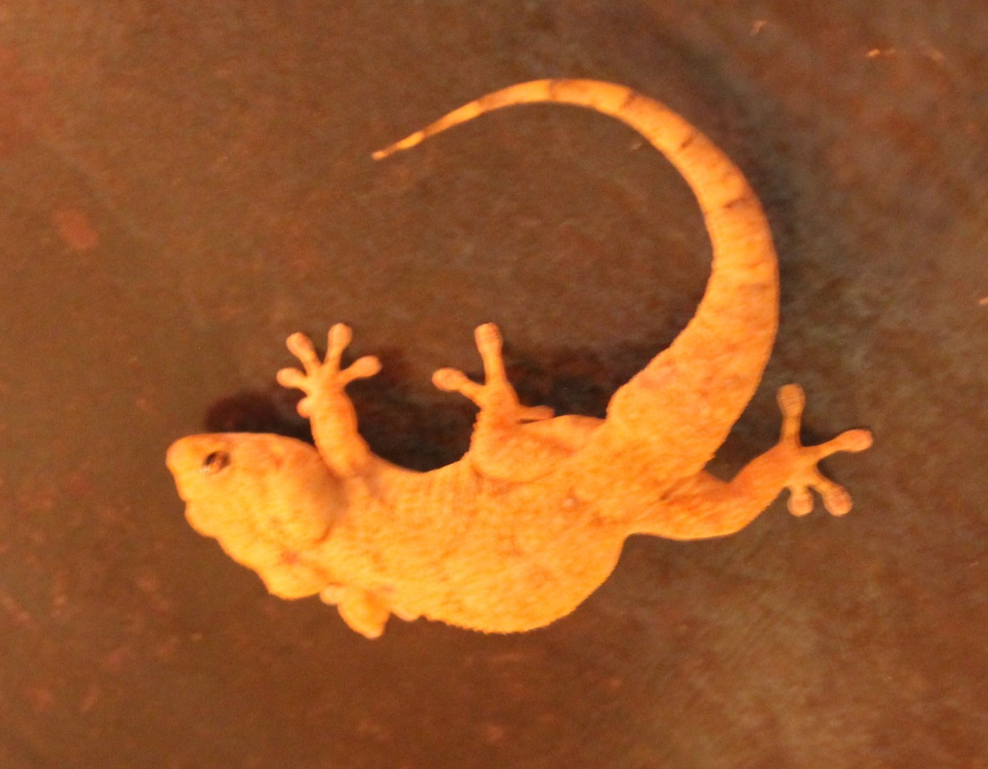 Asian house gecko