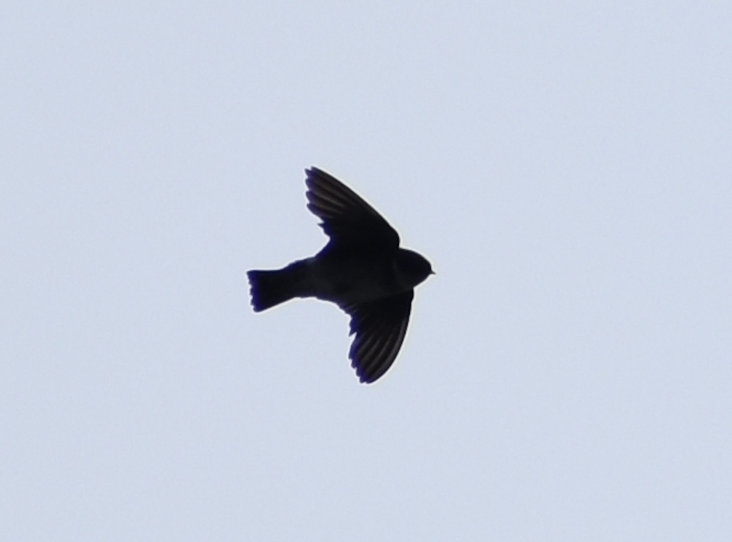 Asian House Martin ~ Mt. Karamatsu, Hakuba