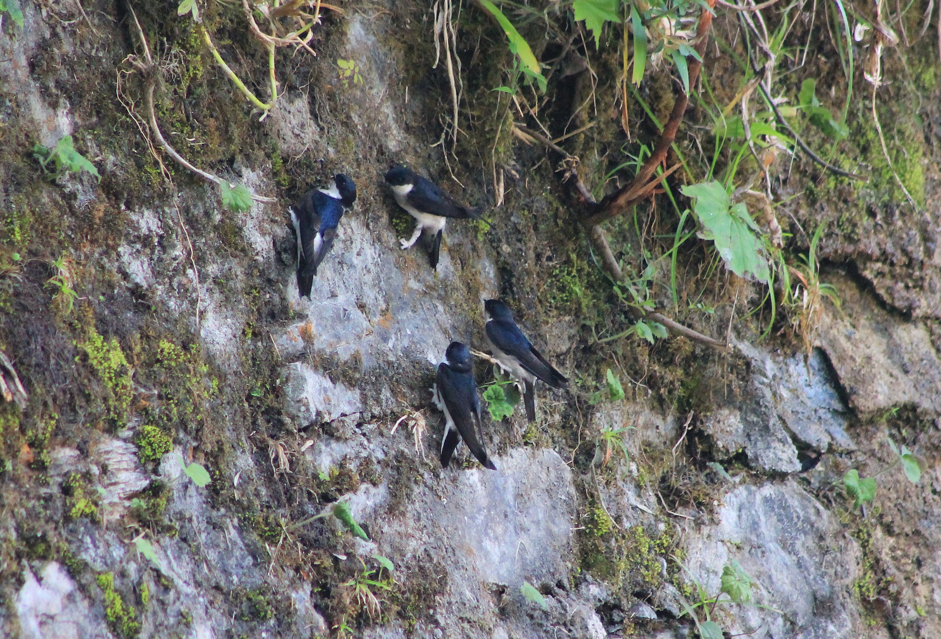 Asian House Martins (Delichon dasypus), collecting mud for nests