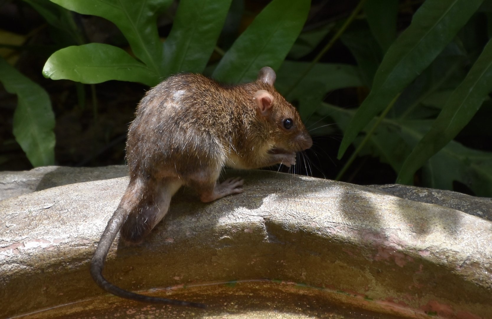 Asian House Rat (Rattus tanezumi) - wild