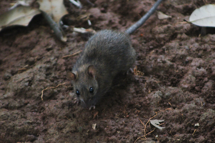 Asian house rat (Rattus tanezumi)