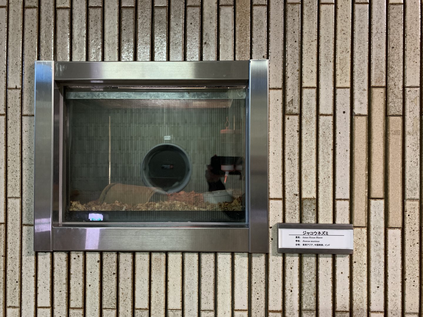 Asian House Shrew Exhibit