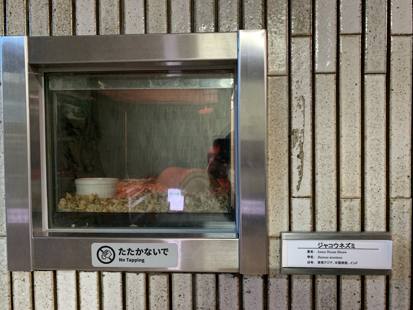 Asian House Shrew Exhibit