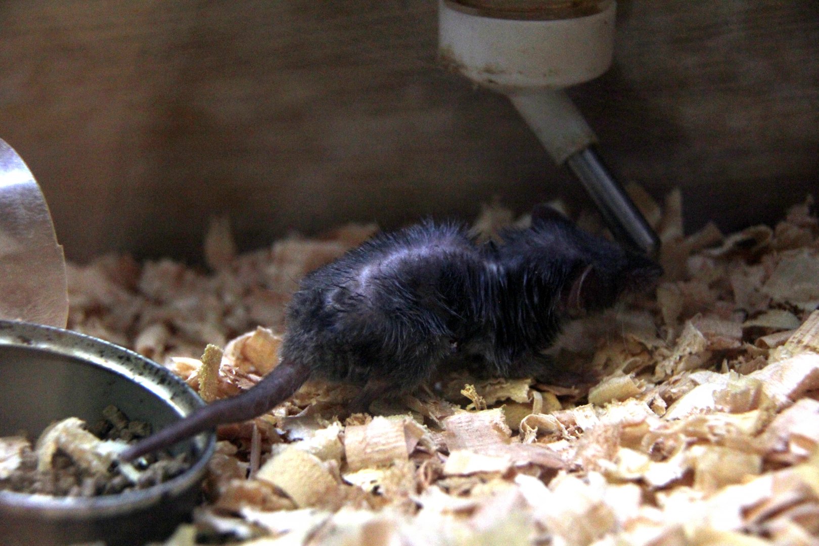 Asian house shrew (Suncus murinus)