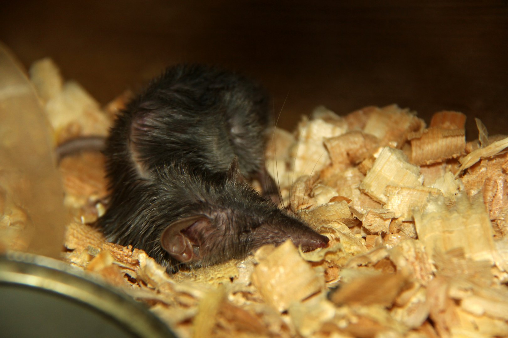 Asian house shrew (Suncus murinus)