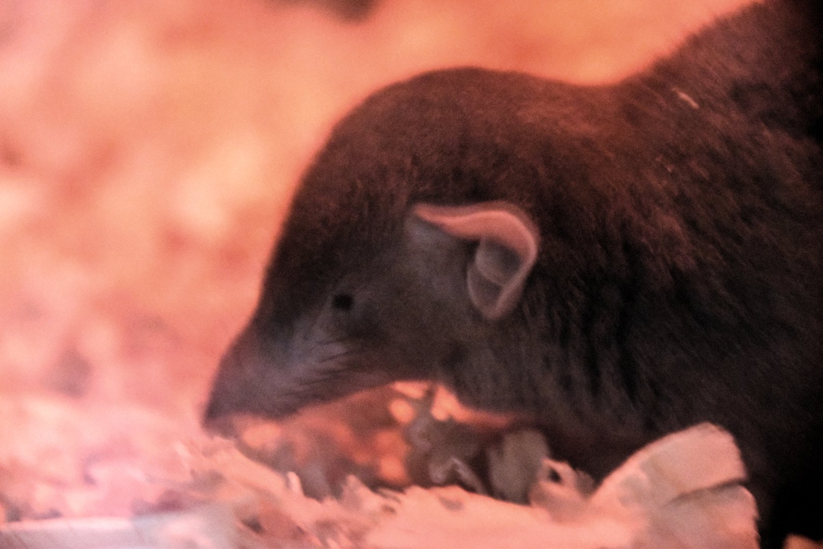 Asian house shrew (Suncus murinus)