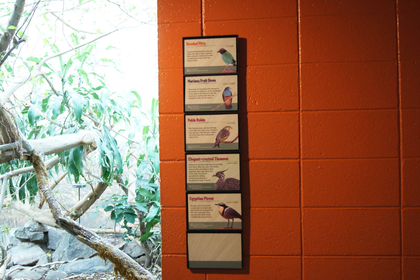 Asian Jungle - Bird Signs