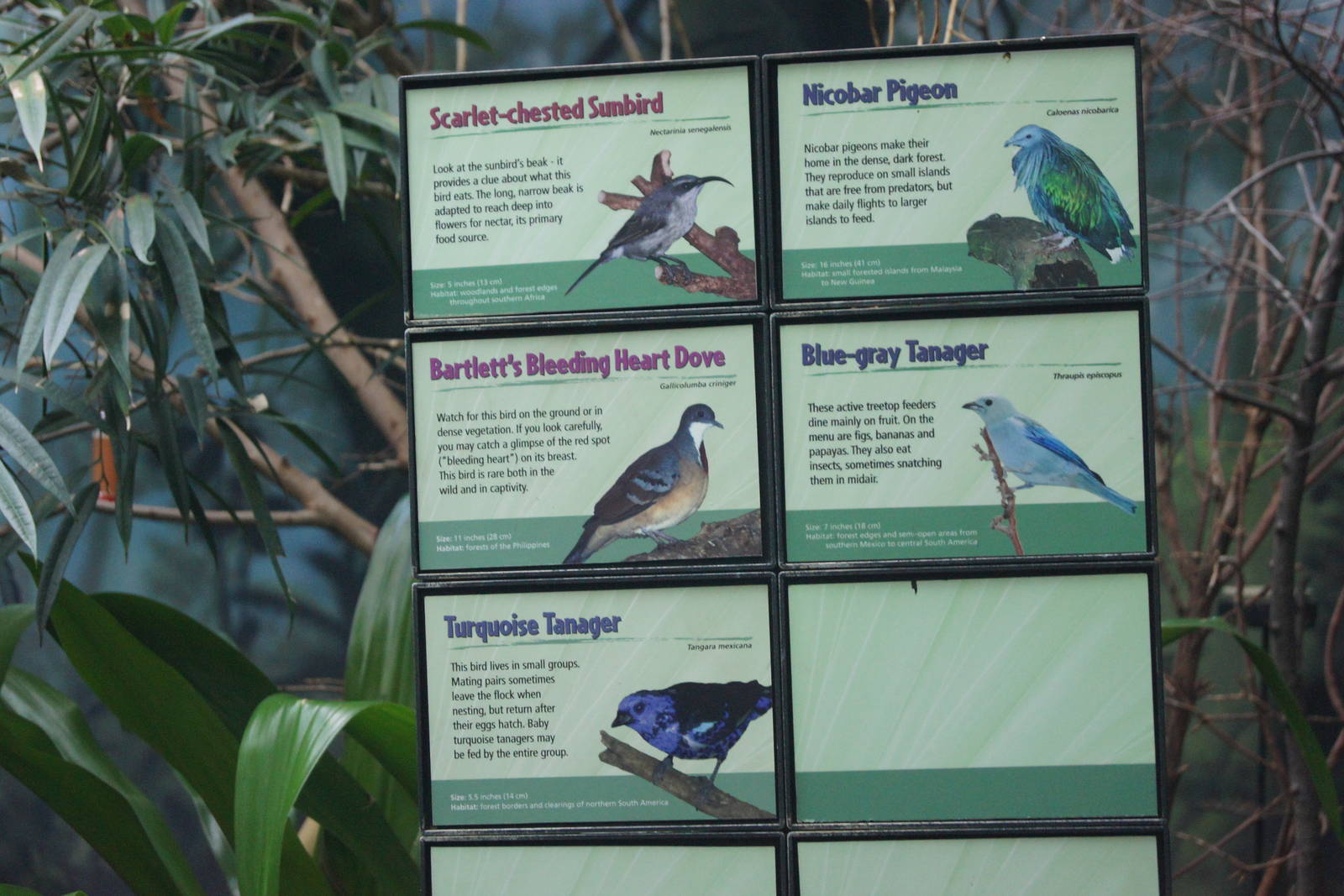 Asian Jungle - Bird Signs