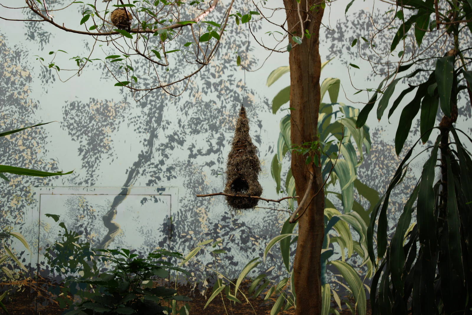 Asian Jungle - Bird's Nest