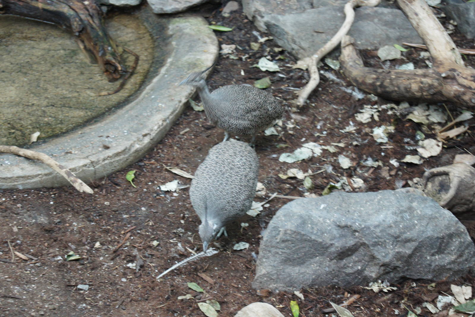 Asian Jungle - Elegant Crested Tinamou
