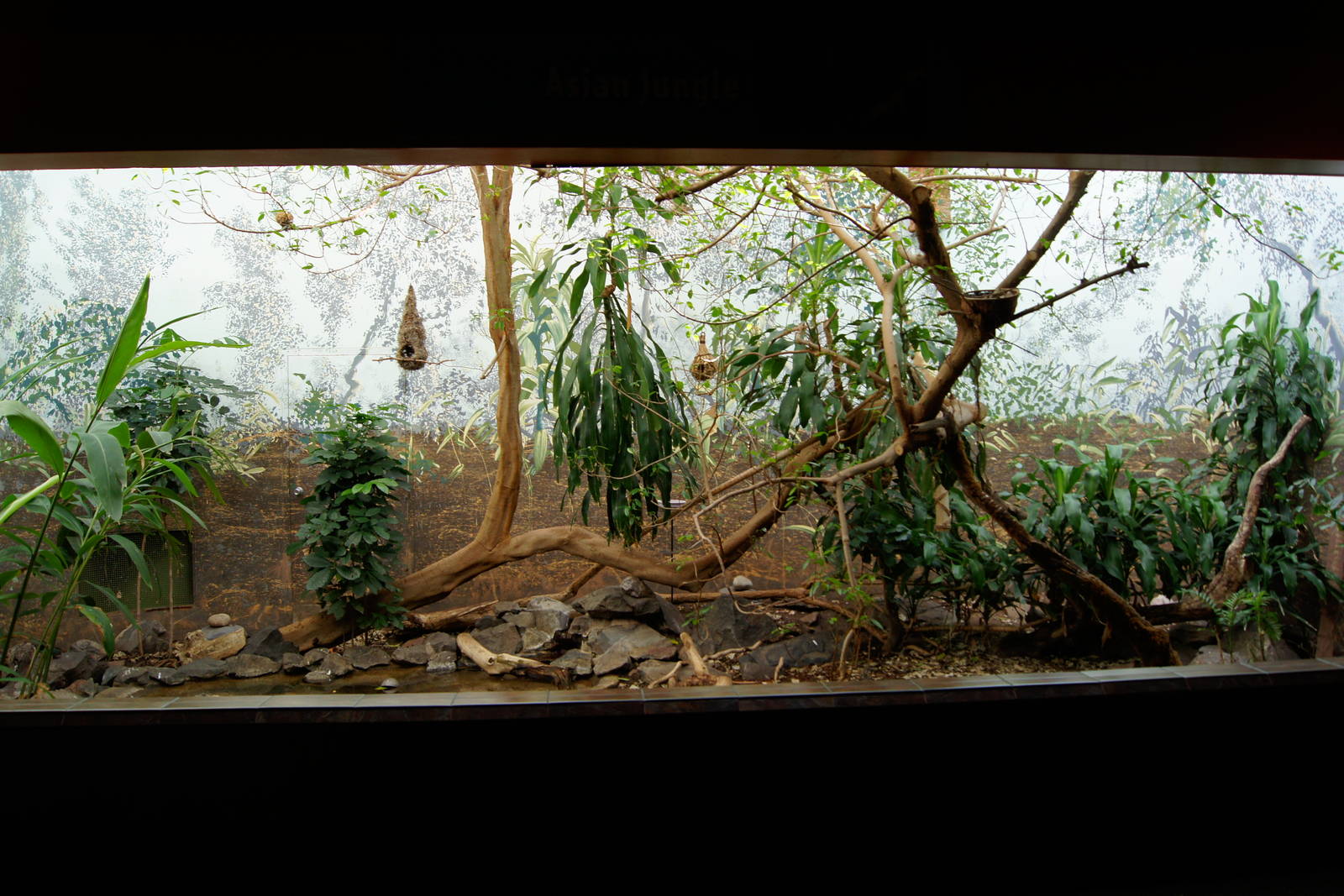 Asian Jungle Exhibit
