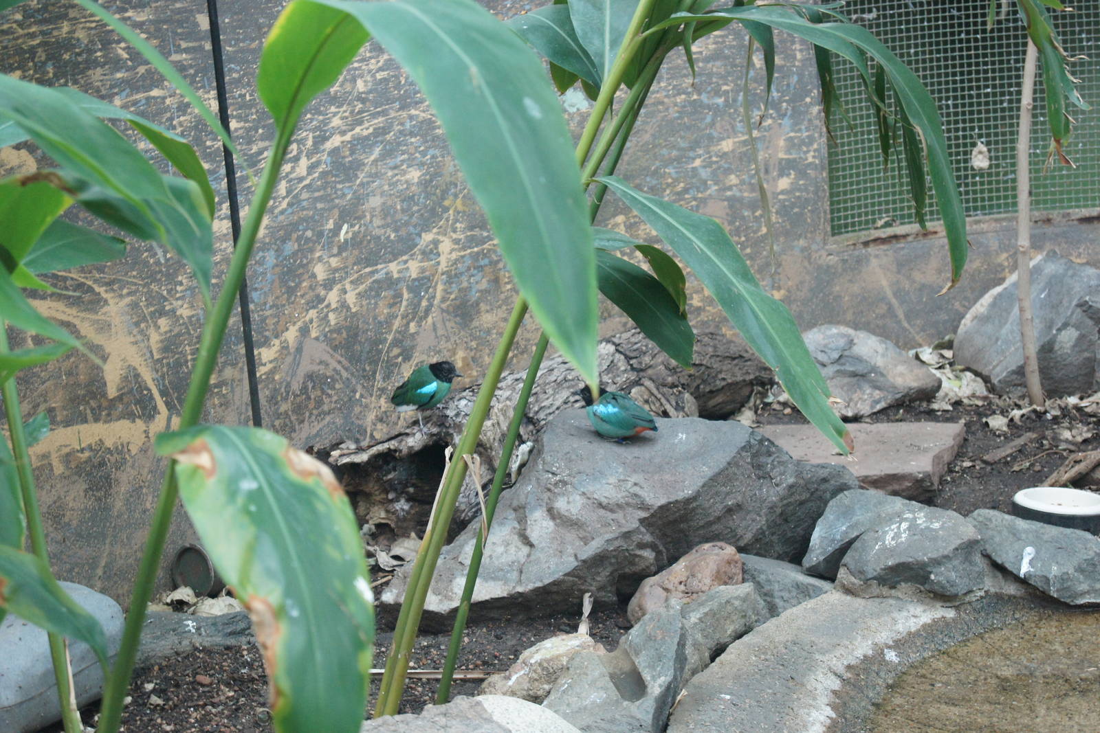 Asian Jungle - Horned Pitta