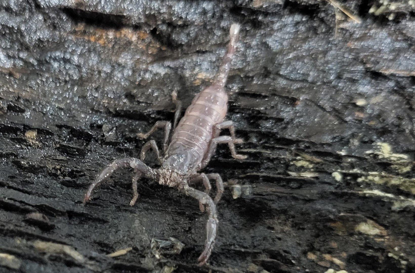 Asian jungle scorpion - juvenile