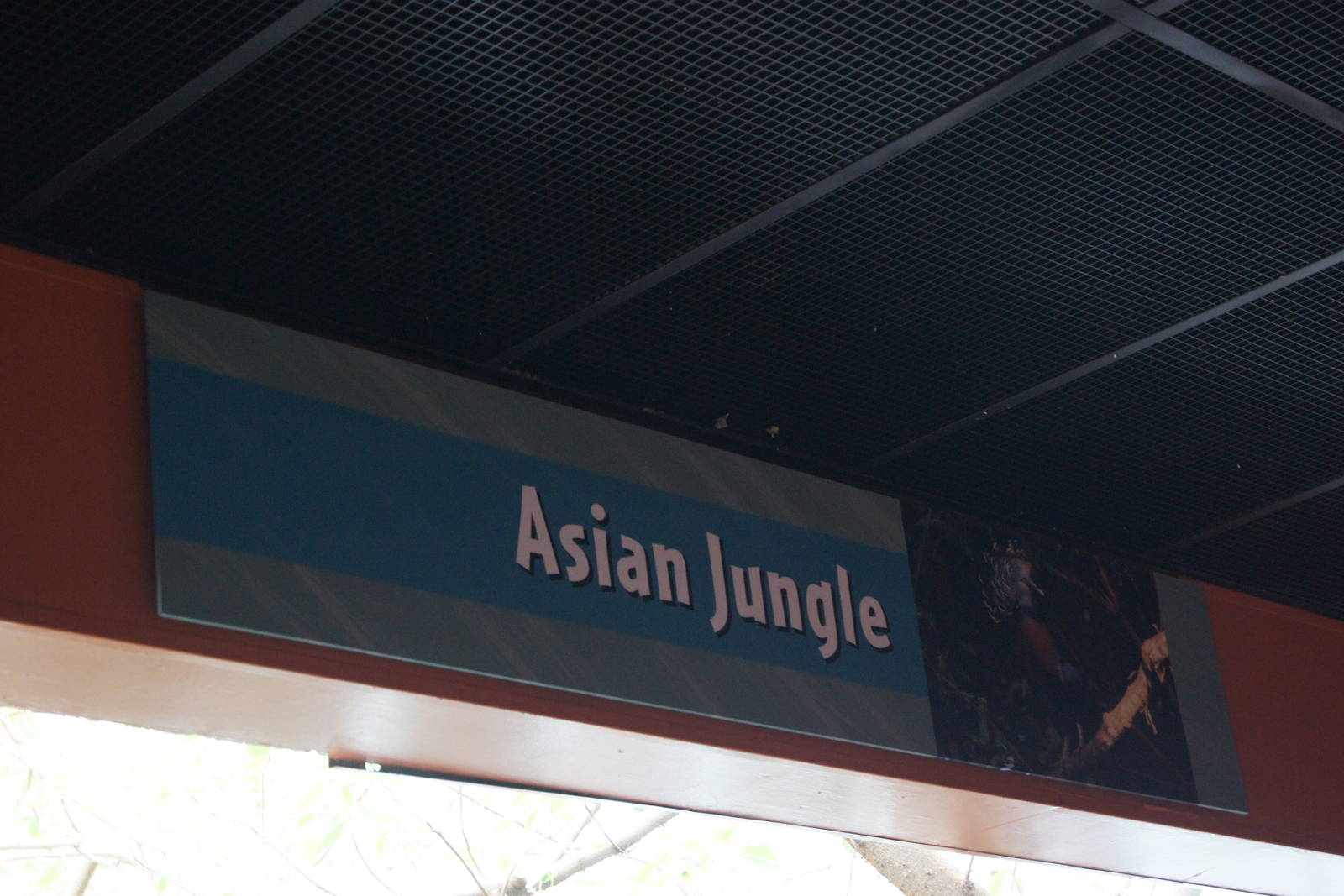 Asian Jungle Sign