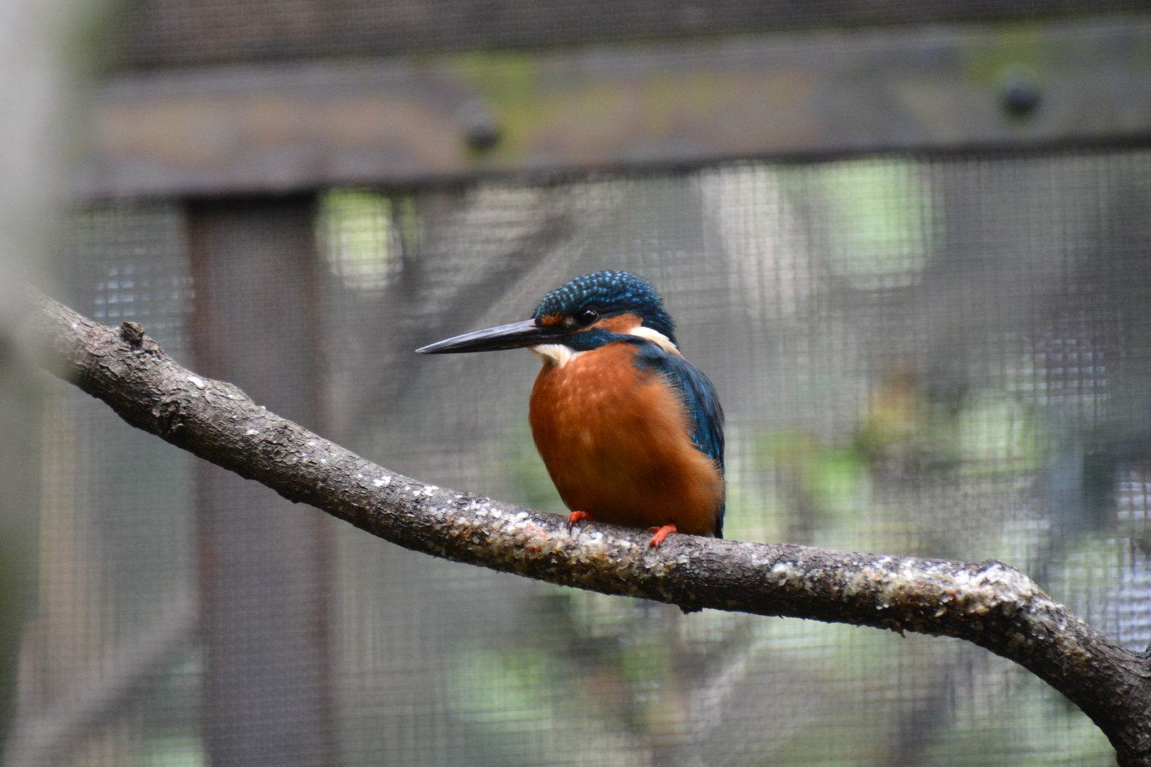 Asian kingfisher (Alcedo atthis bengalensis)