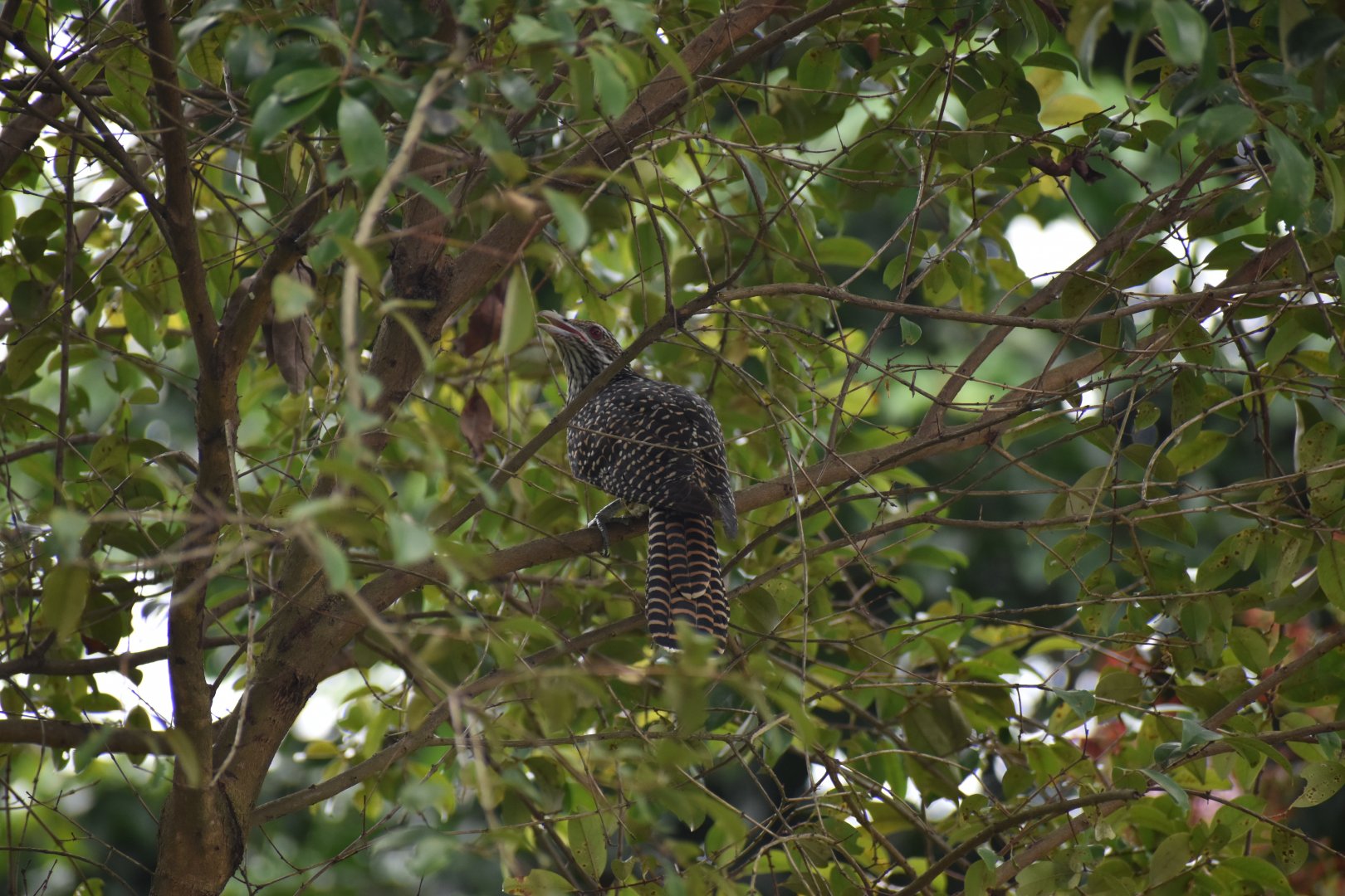 Asian Koel ~ Bishan Ang mo kio Park