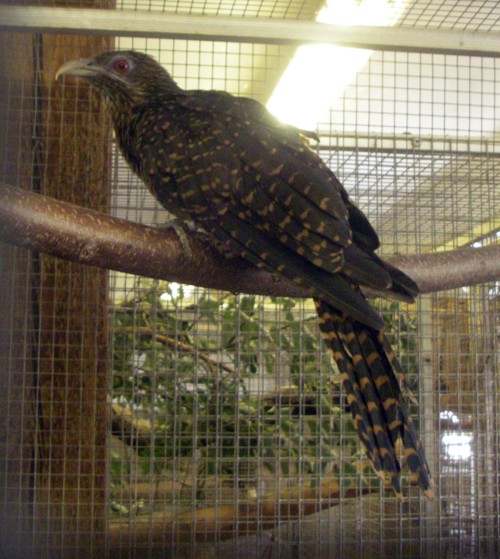 Asian Koel (Eudynamys scolopacea)