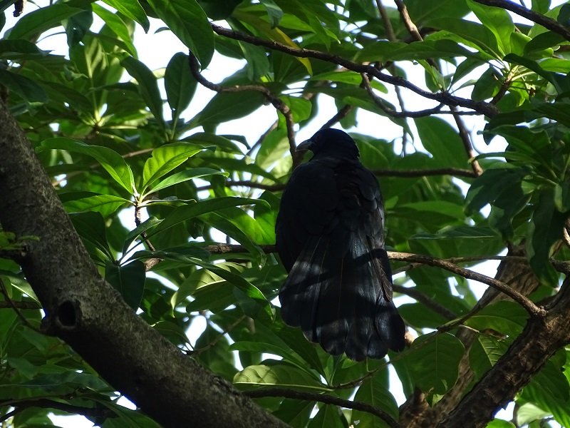 Asian koël (Eudynamys scolopaceus malayanus), male