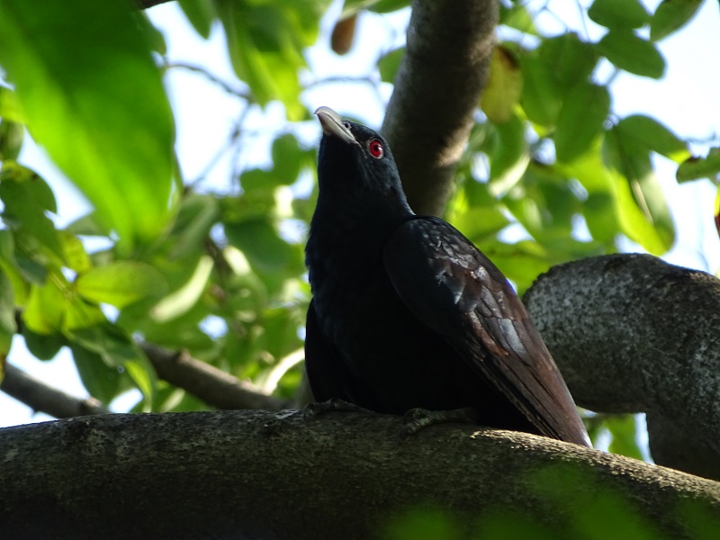 Asian koël (Eudynamys scolopaceus malayanus), male