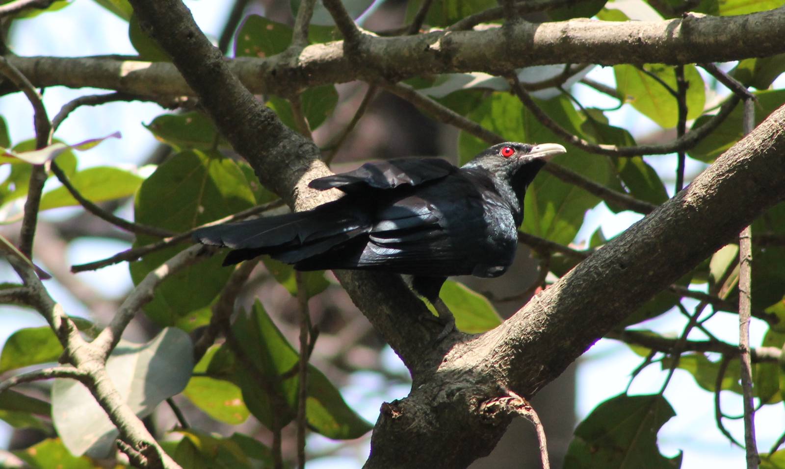 Asian koel (Eudynamys scolopaceus)