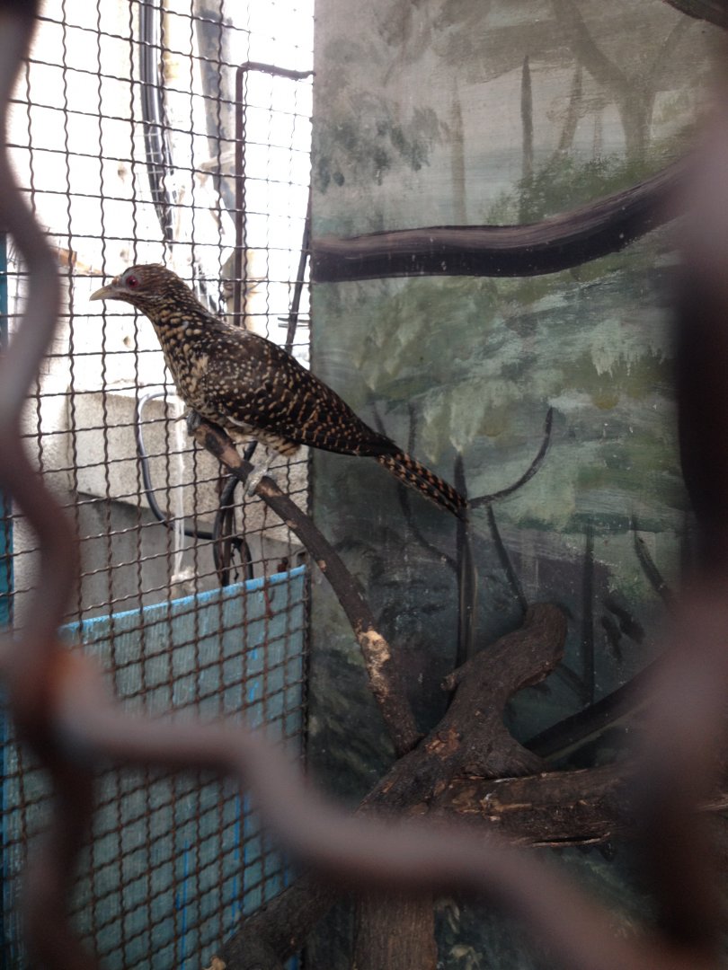 Asian Koel (Eudynamys scolopaceus)