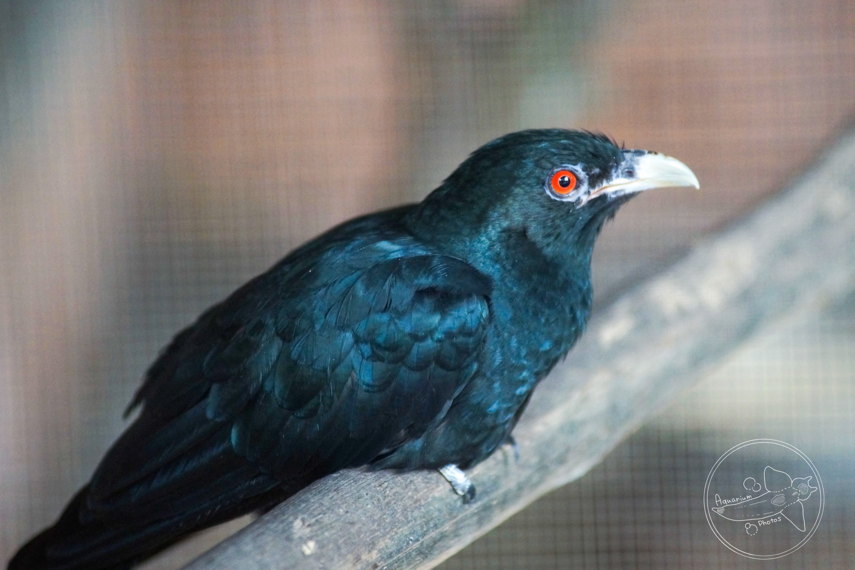 Asian Koel (Eudynamys scolopaceus)