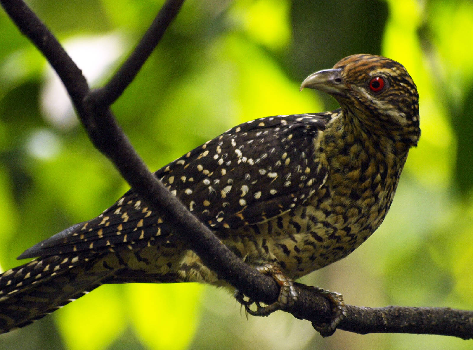 Asian Koel female