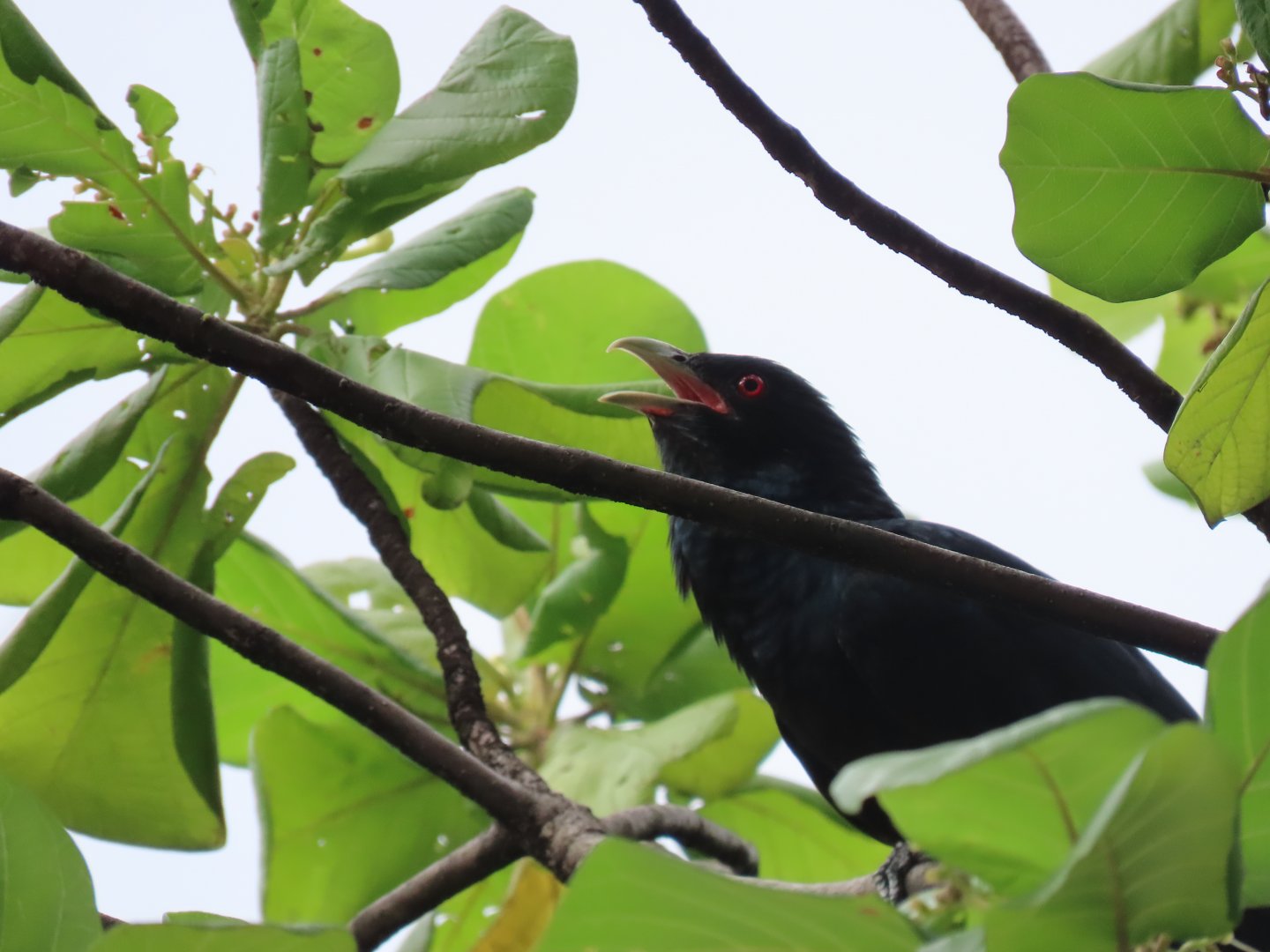 asian koel male oct 2021