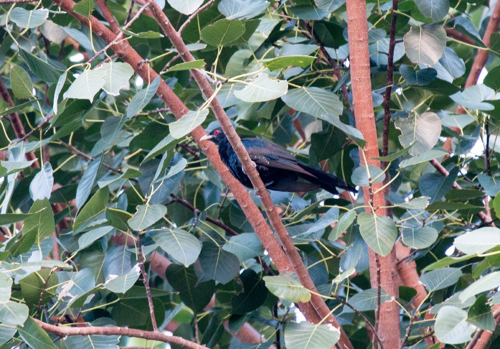 Asian Koel, male
